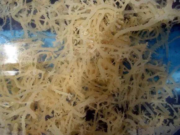 开海什么海鲜最好,开海季肥美海鲜