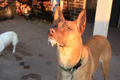 恶意传播狂犬病毒,史上最致命的病毒狂犬病毒