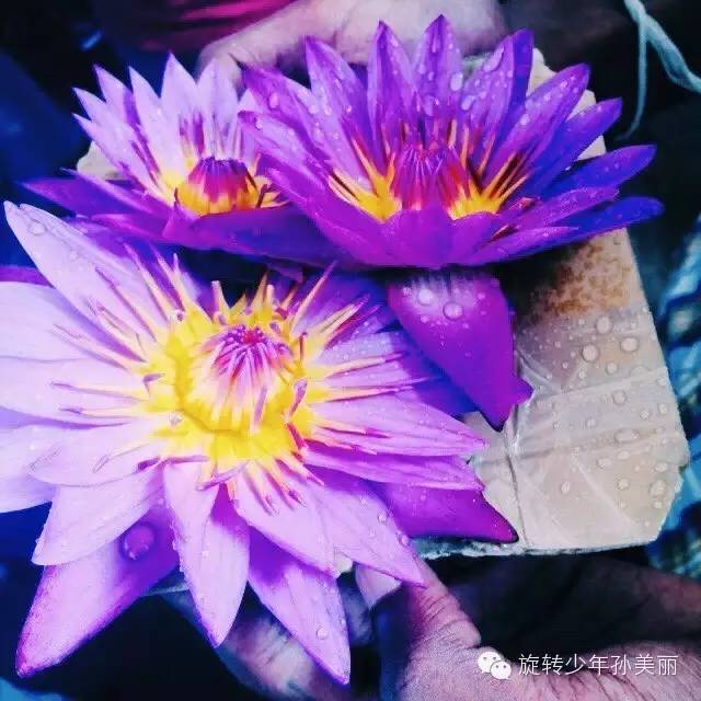 记录了在斯里兰卡美好的回忆,斯里兰卡之旅留下的美好回忆