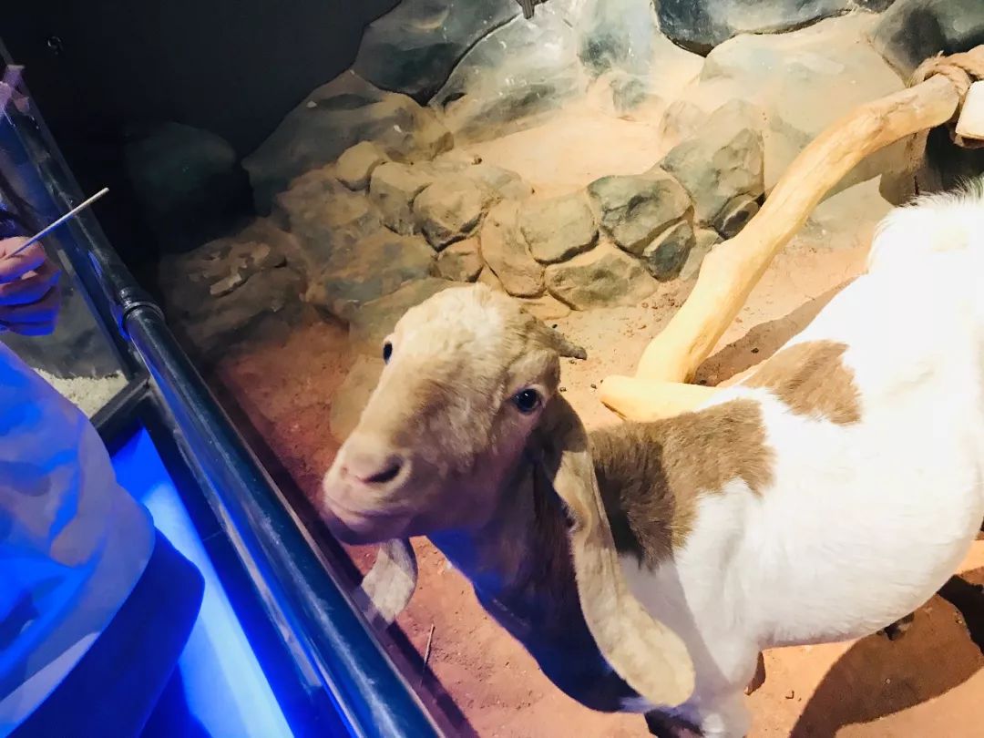 亲子必打卡动物园,动物园观赏园萌宠乐园等你打卡