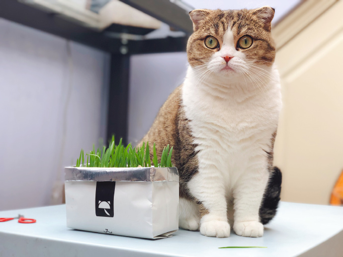 这些名贵的中华田园猫你都知道吗,田园猫哪个品种最稀少