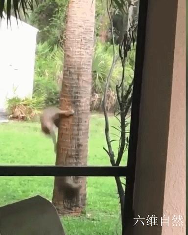 国外一只松鼠逃跑过程,国外一只松鼠逃跑
