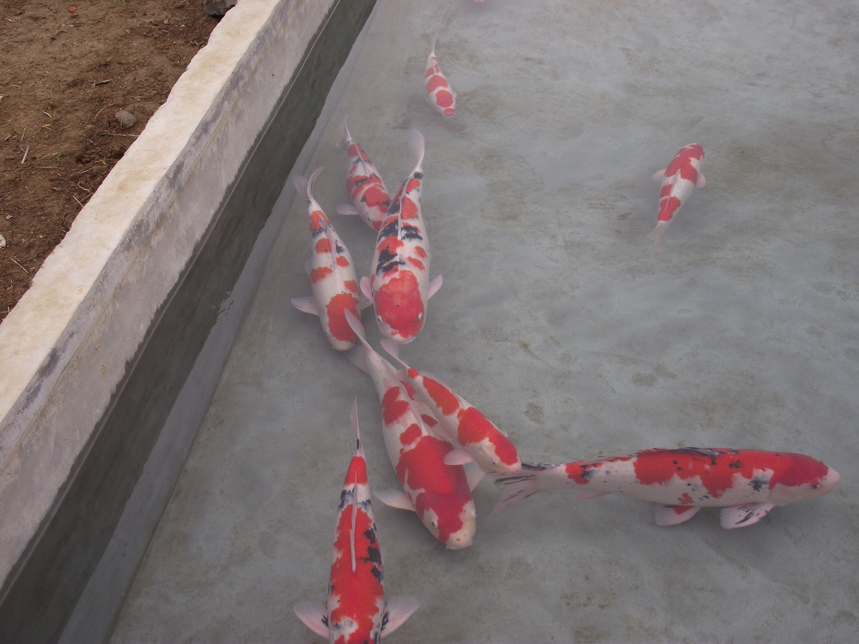 锦鲤池养殖方法图解,锦鲤繁殖全过程纪录片