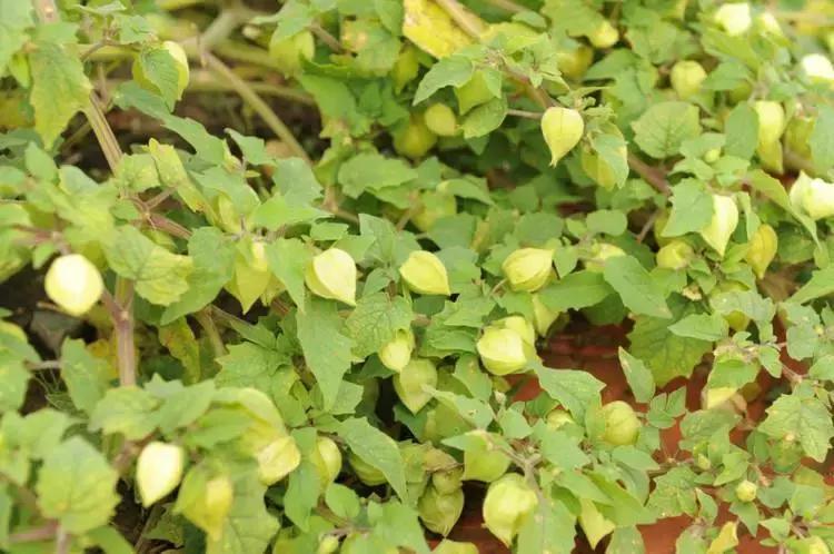 哥伦比亚龙珠果亩产量,哥伦比亚龙珠果种植