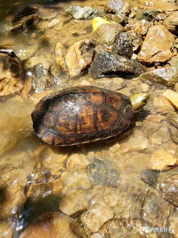 龟龟挑食不吃龟粮了,这可咋办?