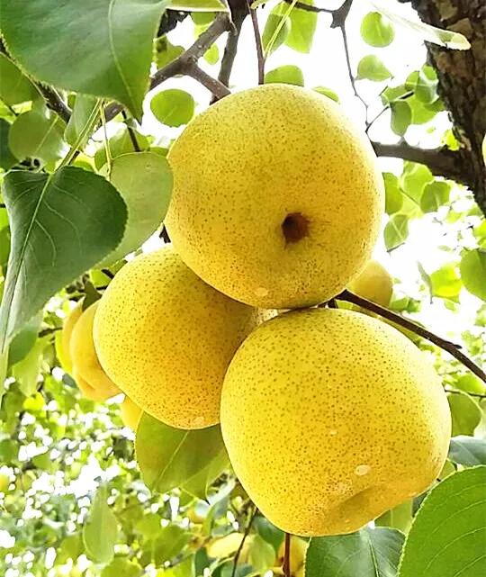 六种常见水果,中国常见水果品种图片及名称