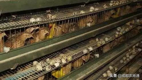 法巨鹌鹑养殖技术,鹌鹑的养殖技术需掌握这三点