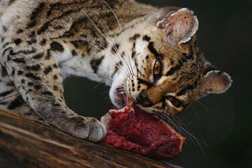 霸气侧漏的猫！可以在树上生活一辈子，想养的是真飘了