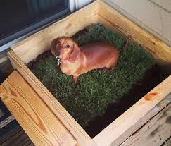 狗狗定点定时便便教程,三步让狗狗告别随地大小便