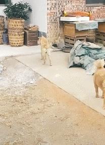 把车标全部抠掉违法吗,把车标抠下来清灰