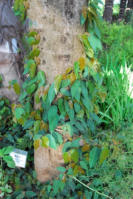 铁箍散泡酒的功效与作用,铁箍散植物