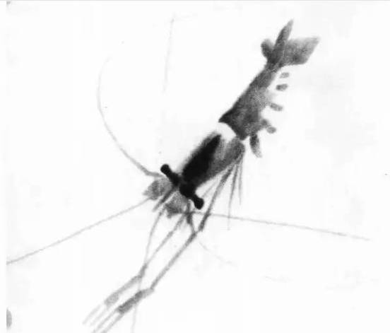 齐白石群虾的绘画手法,齐白石群虾用铅笔怎么画