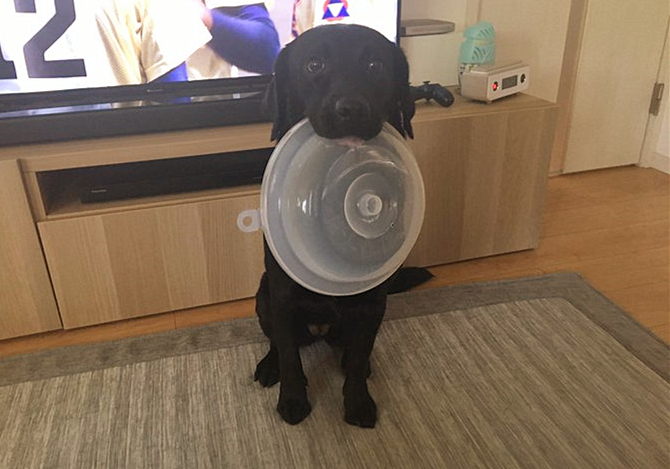 拉布拉多犬吃饭把碗吃个洞,拉布拉多叼着饭盆一脸不屑