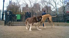 9.1分的大片，揭示了萌宠们的世界