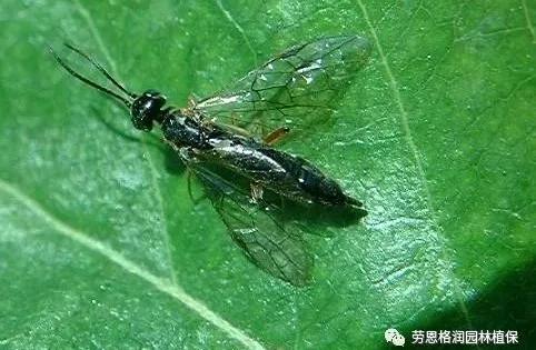 园林春季害虫的预防方法,常见园林害虫种类及主要特征