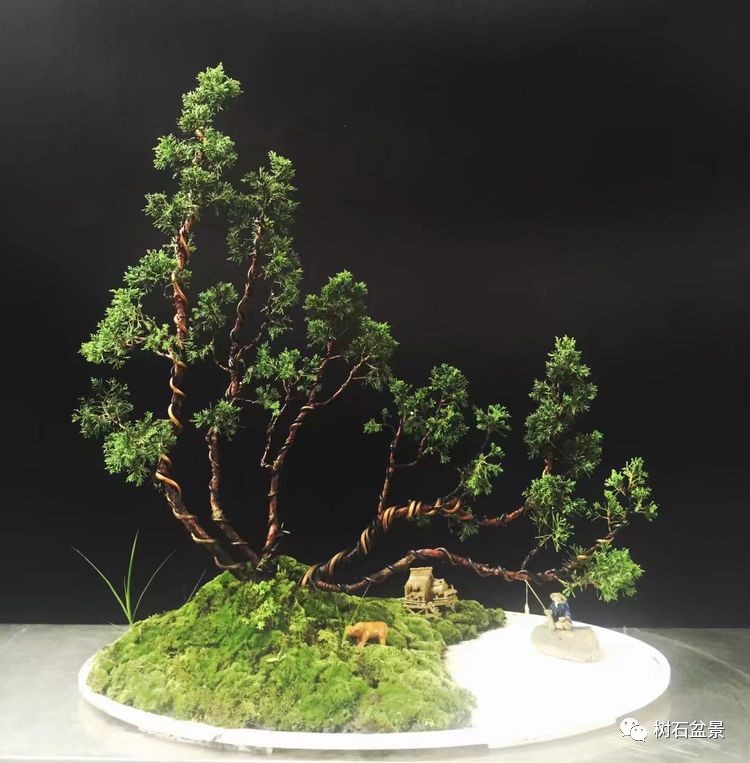 杨派盆景传承人,杨派盆景非遗传承人