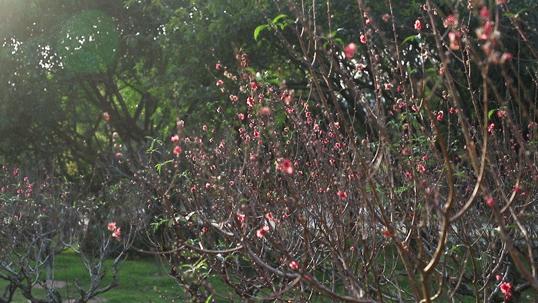 深圳周末带孩子免费游玩好去处,2021深圳免费适合遛娃玩地方排名