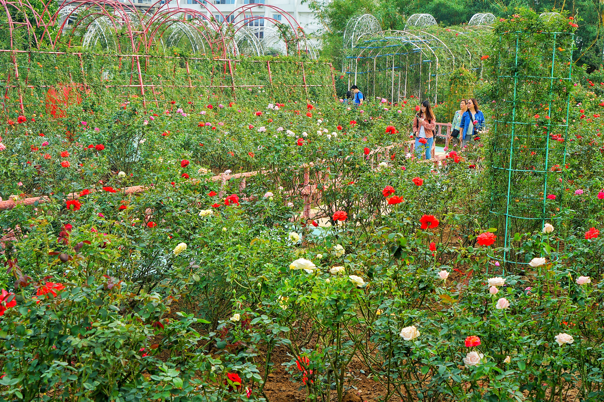 广州粉色浪漫花海,广东秋天粉色花海