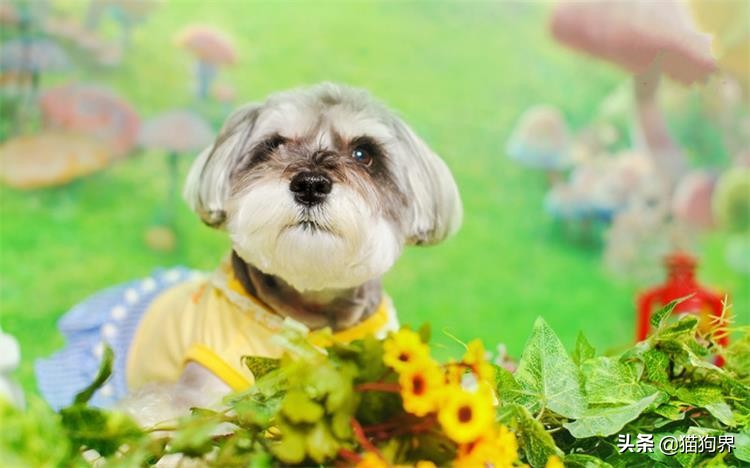 狗狗大了不怎么爱吃饭怎么回事,狗狗大了不回家怎么办