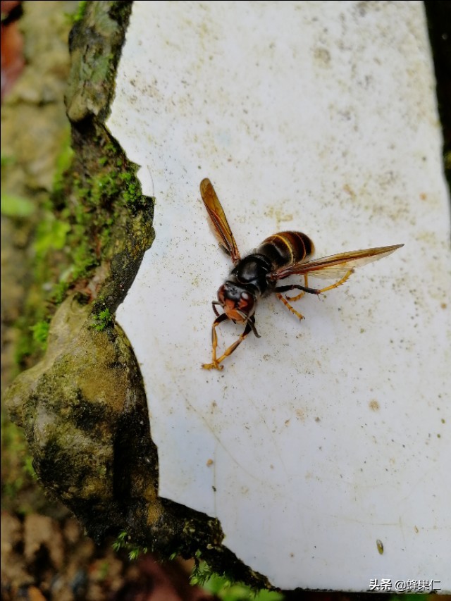 蜜蜂怕什么怎么驱赶又不伤蜂,怎么预防蜜蜂的天敌