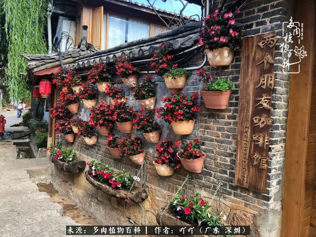 涓冨僵浜戝崡澶氳倝,浜戝崡澶氳倝涔嬫梾