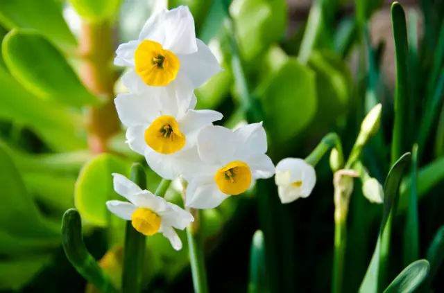 中国十大名花惊艳千年,中国十大名花美极了