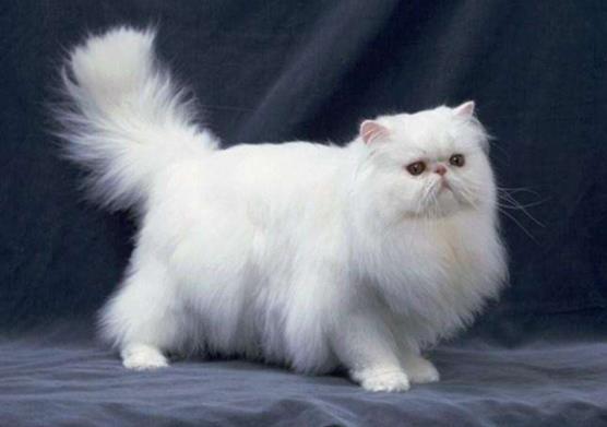 猫咪厌食的原因和解决方法,猫咪突然吃猫粮吃得很少怎么办