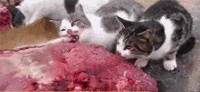 看看俄罗斯猫有多彪悍，徒手斗狗熊，单脚撕野狼！你是大佬我服了