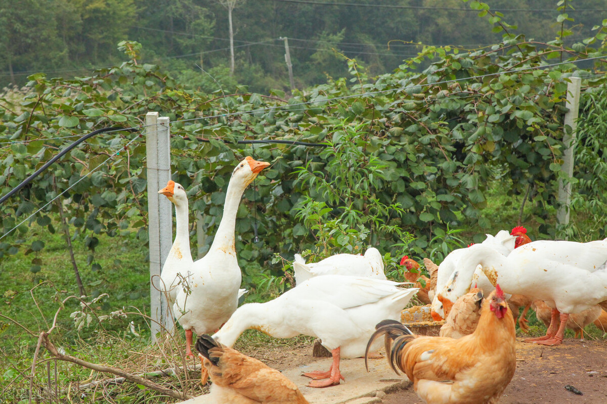 老虎幼崽追大鹅被反杀逃进笼,大鹅大战老虎老虎被吓瘫软
