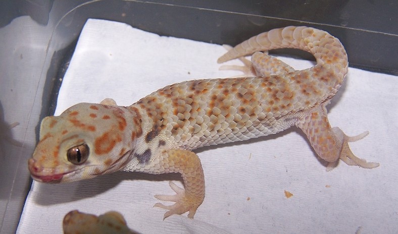 蜥蜴的造型,蜥蜴刚破壳的样子