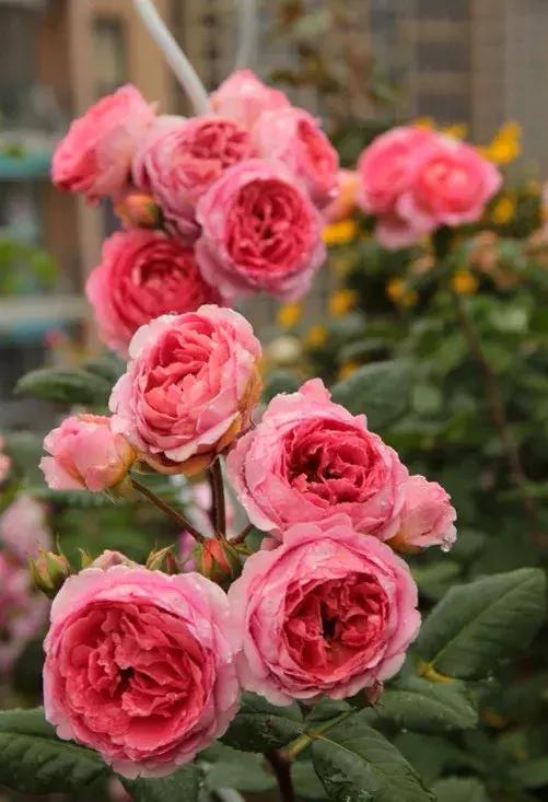 这10种花不怕晒,这3种花不能懒着养