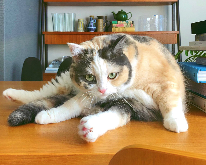 渡边有希美｜「日々猫々」与猫一起生活的日子