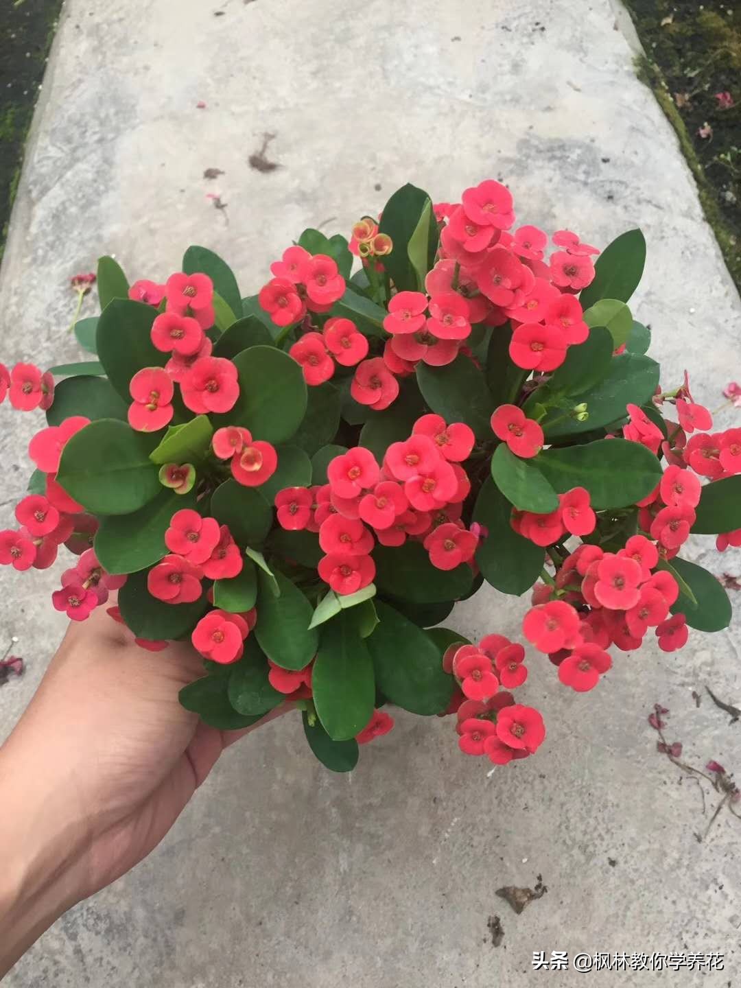 虎刺梅黄叶怎么补救最佳方法,虎刺梅冬天不通风就烂根咋办