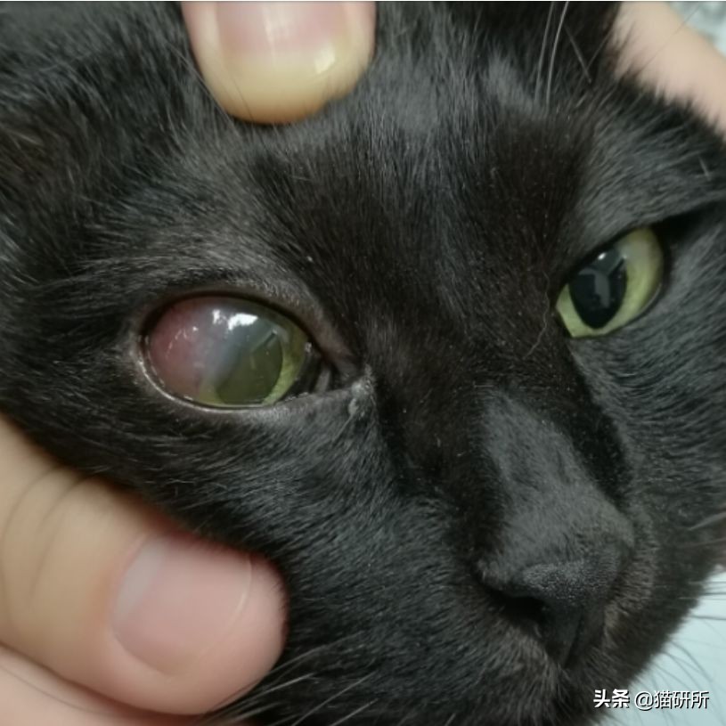 猫咪眼睛发炎的症状图片,猫咪疱疹性角膜炎是什么样的