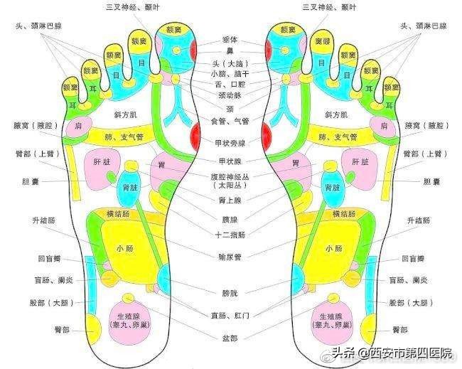 鼻炎足部反射区按摩教程,康复理疗师在线课程视频