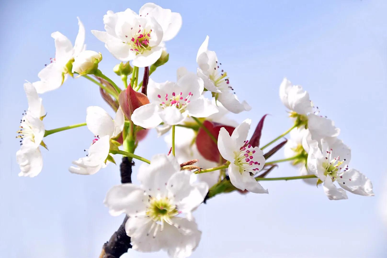 春游梨花林,邂逅三月梨花