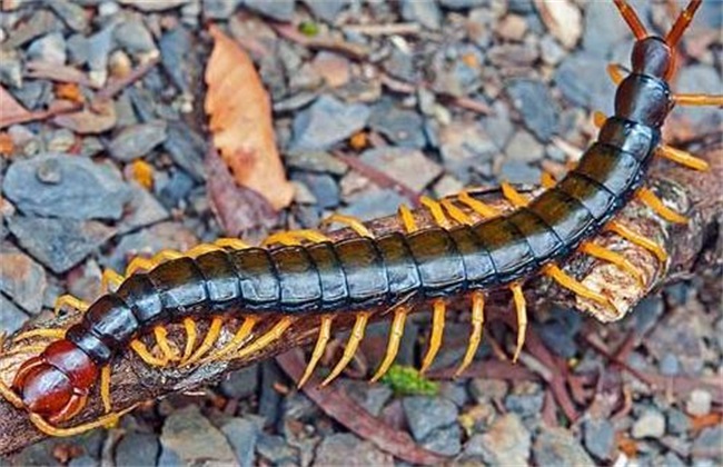 蜈蚣养殖技术培训班,蜈蚣的养殖方法视频教程