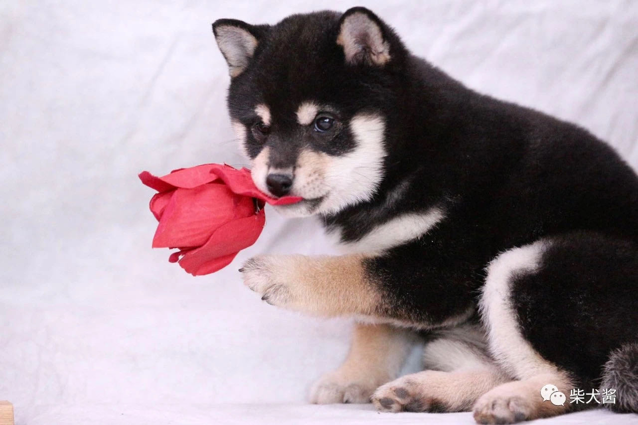 广州最大的纯种柴犬基地,怎么样才能买到好的柴犬