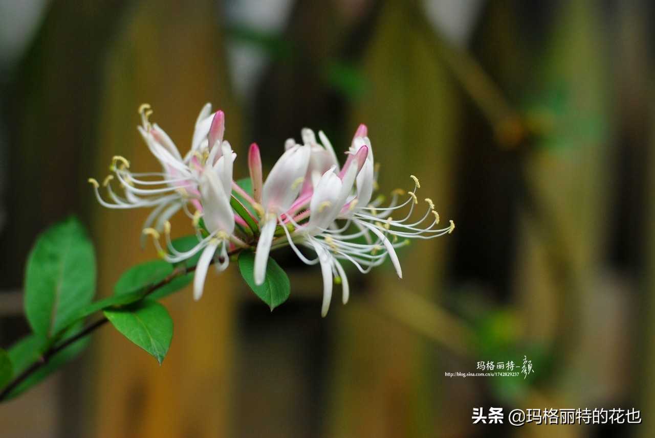花园里四季常青的树,花园里四季都绿的植物