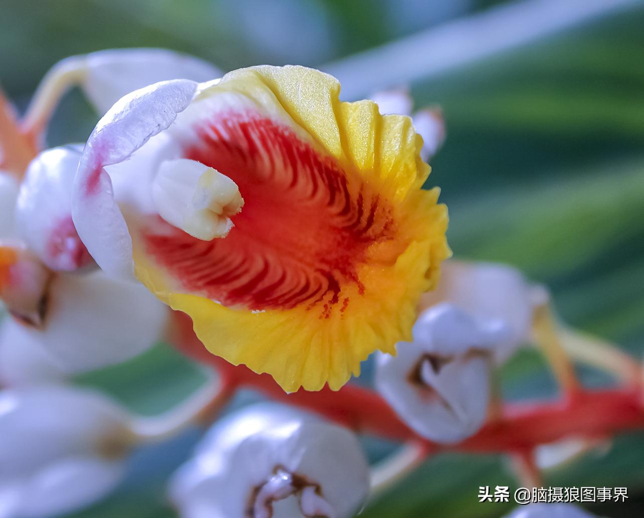 佳能550d配什么镜头拍摄效果好,佳能550d用18-55镜头怎么拍月亮