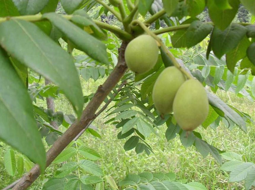 秦岭小核桃,秦岭野生核桃怎么判断