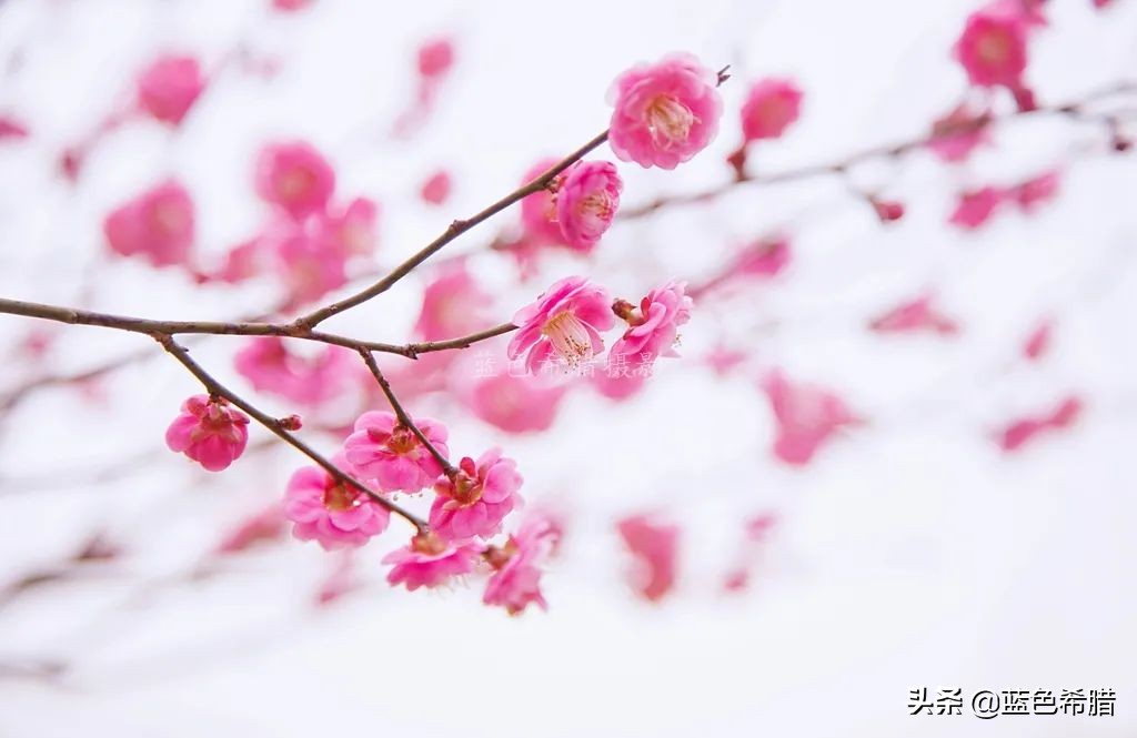 拍梅花构图技巧,梅花拍人物照姿势技巧大全