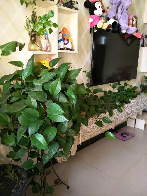 3种药片养花有“奇效”，浇水溶1片，叶绿根壮，比花肥厉害