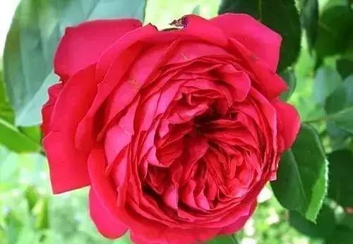 4000种不一样的玫瑰品种大全,100种玫瑰品种图鉴大全