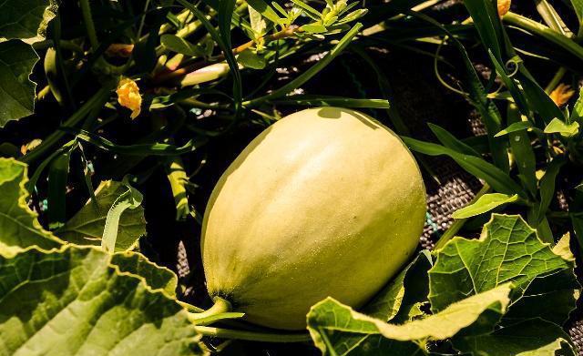 甜瓜好吃,什么甜瓜最好种植