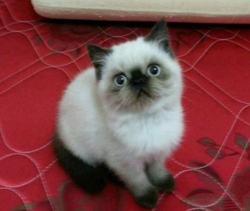 加菲猫有什么毛色,加菲猫有哪些毛色