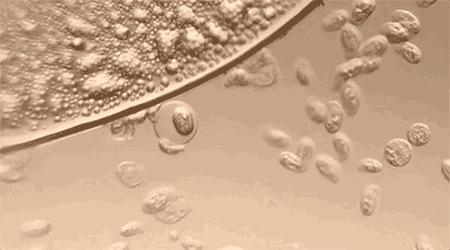 小孩发烧头孢配什么药好,小孩咳嗽发烧头孢吃几天