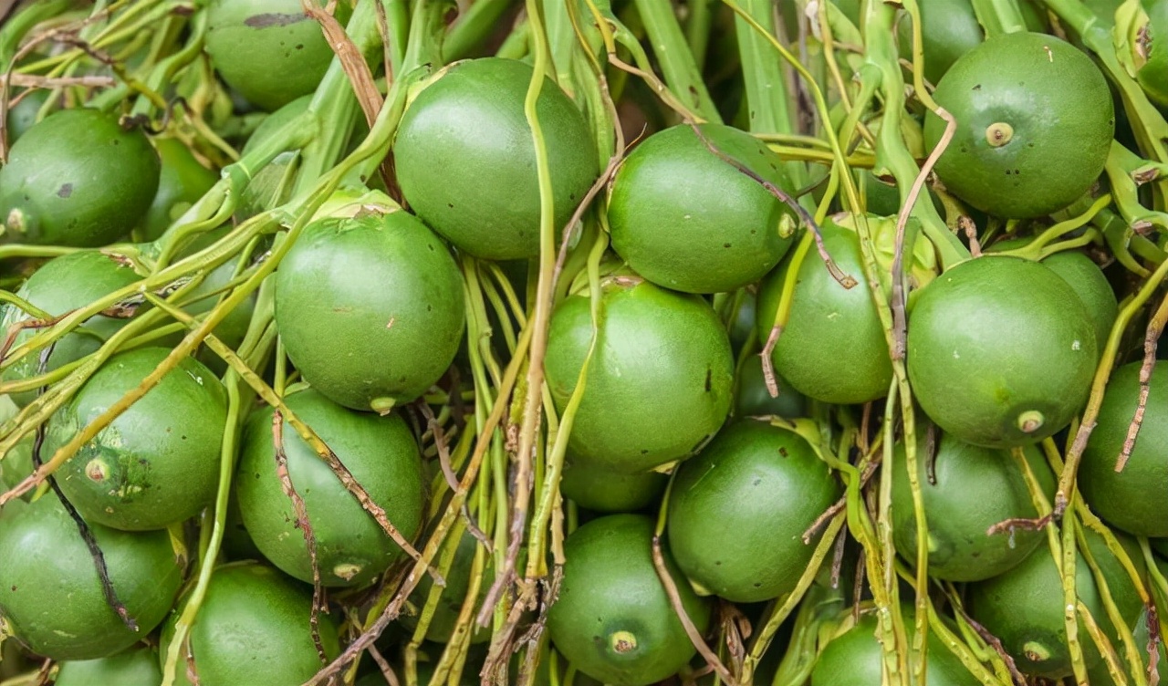 槟榔为什么很多人喜欢吃,槟榔价格最新行情今日还会起价吗