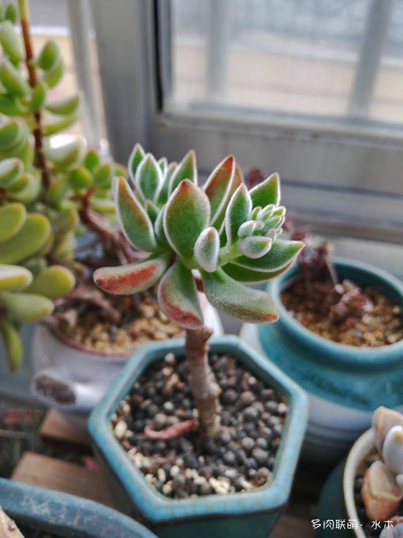 这才是多肉夏天该有的样子,多肉短期内颜值最高的时刻