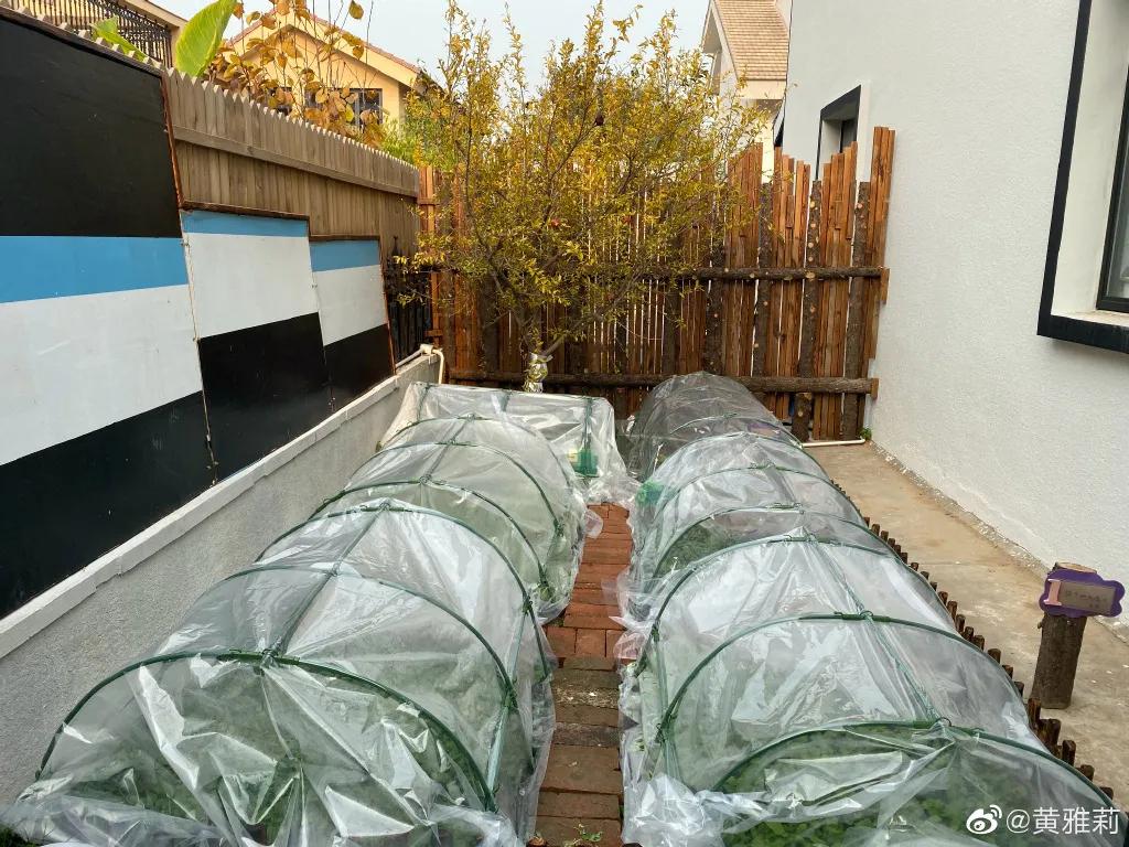 城市版的李子柒,李子柒真实的豪宅变化